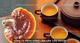 Cách sử dụng nấm lim xanh lưu ý hướng dẫn sử dụng nấm lim rừng