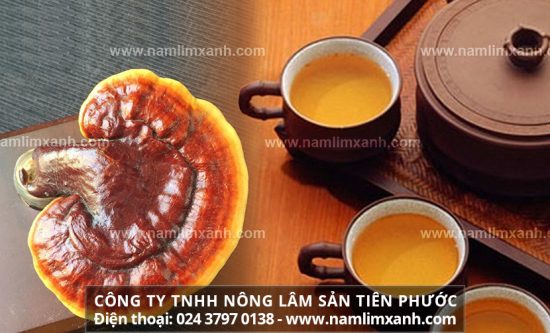 Cách sử dụng nấm lim xanh lưu ý hướng dẫn sử dụng nấm lim rừng