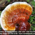 Cách sử dụng nấm lim xanh ngâm rượu tác dụng của rượu nấm lim