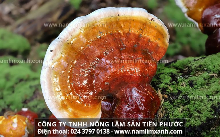 Cách sử dụng nấm lim xanh ngâm rượu tác dụng của rượu nấm lim