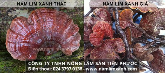 Cẩn trọng các loại nấm lim xanh giả trên thị trường