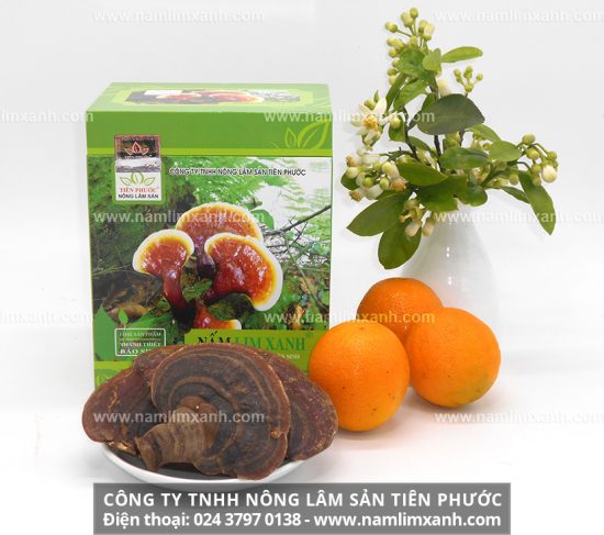 Cây nấm lim xanh chỉ xuất hiện chủ yếu ở rừng nguyên sinh Tây Nguyên, Trường Sơn