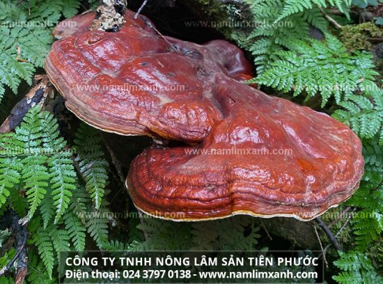 Chế độ ăn phòng chống bệnh ung thư gan