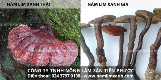 Chia sẻ phương pháp phân biệt nấm lim xanh thật và giả dễ dàng