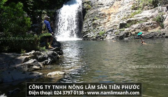 Cơ chế nấm lim xanh Quảng Nam chữa ung thư phổi