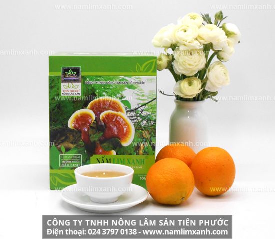 Cơ chế và cách sử dụng nấm lim xanh cho bệnh nhân xơ gan