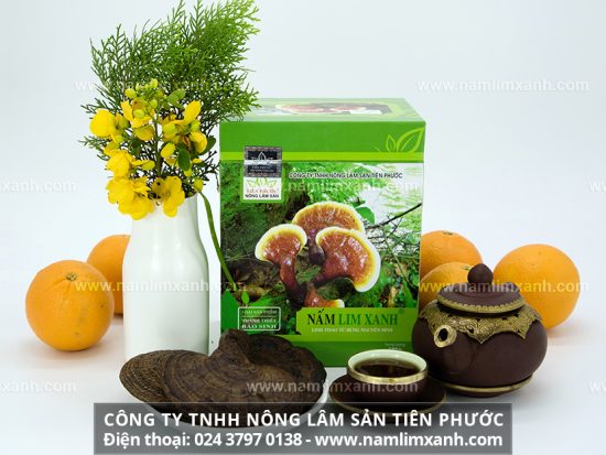 Công dụng của nấm lim xanh Quảng Nam trong điều trị ung thư