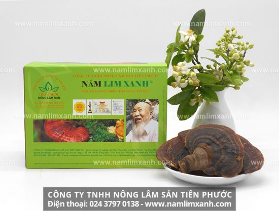 Công dụng nấm lim xanh trị bệnh đái tháo đường, đau mỏi xương khớp, viêm gan, gút...