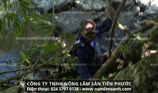 Công dụng tuyệt vời của nấm lim xanh trong làm đẹp và chống lão hóa