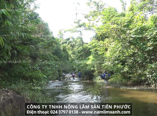 Đại lý phân phối chính hãng sản phẩm nấm lim xanh của những công ty uy tín trên thị trường