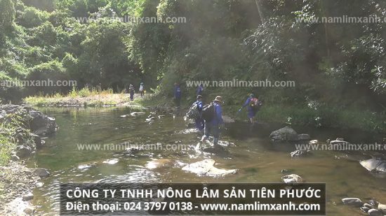 Địa chỉ bán nấm lim xanh uy tín, chất lượng, có giấy chứng nhận của bộ y tế