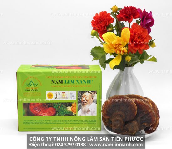 Điều trị ung thư gan bằng nấm lim xanh