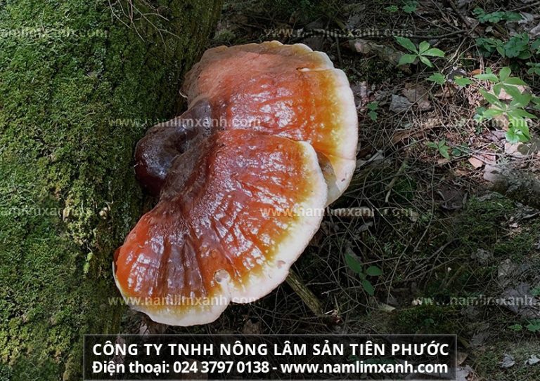 Giá bán nấm lim xanh Quảng Nam trên thị trường bao nhiêu tiền 1kg