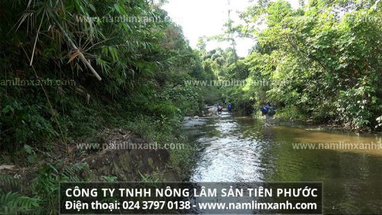 Giá bán nấm lim xanh Tiên Phước