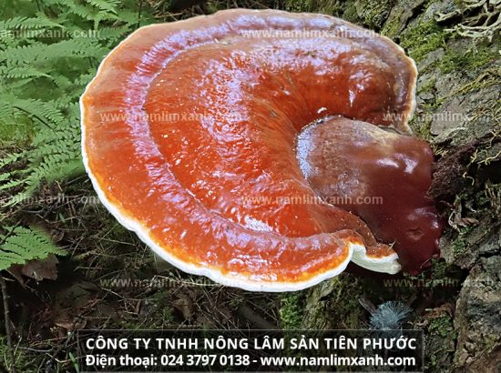 Giá nấm lim xanh Tiên Phước bao nhiêu tiền 1kg chính hãng uy tín