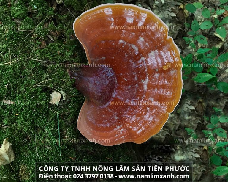 Giá nấm lim xanh trên thị trường bao nhiêu tiền 1 kg nấm lim rừng