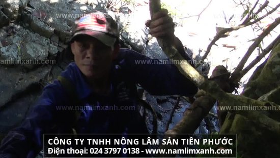 Hành trình gian nan “săn cây nấm lim xanh thiên nhiên quý hiếm