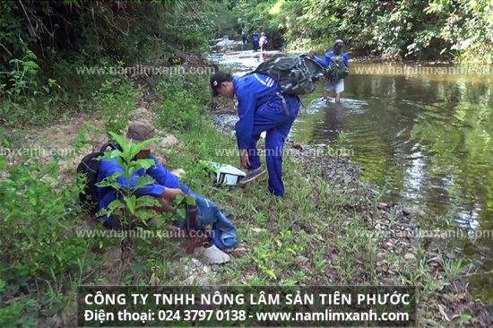 Hành trình gian nan tìm kiếm nấm lim xanh tự nhiên Tiên Phước của người thợ sơn tràng