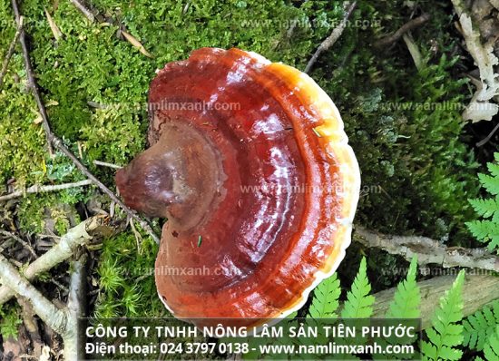 Hình ảnh nấm lim xanh tự nhiên