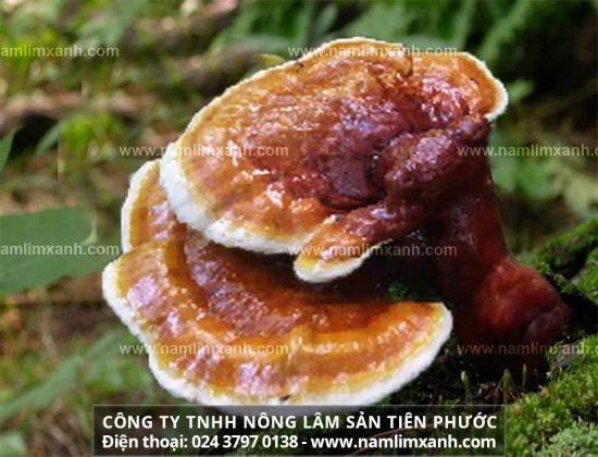 Hình ảnh nấm lim xanh và công dụng hỗ trợ điều trị ung thư âm hộ