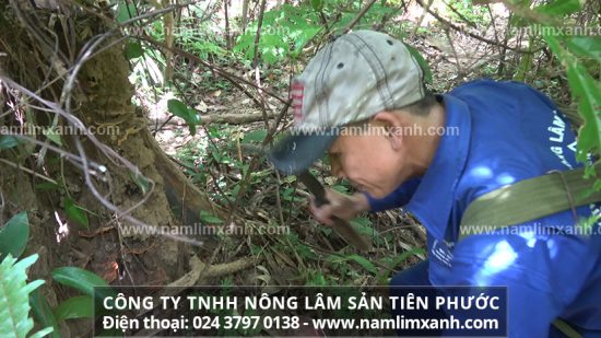 Lựa chọn nấm lim xanh chất lượng cần tìm tới các cơ sở uy tín trên thị trường