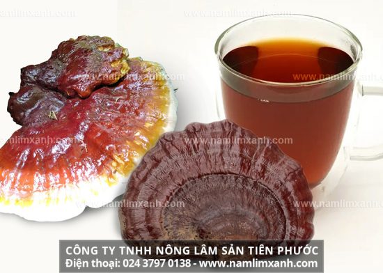 Một số bài thuốc sử dụng nấm lim xanh để điều trị bệnh