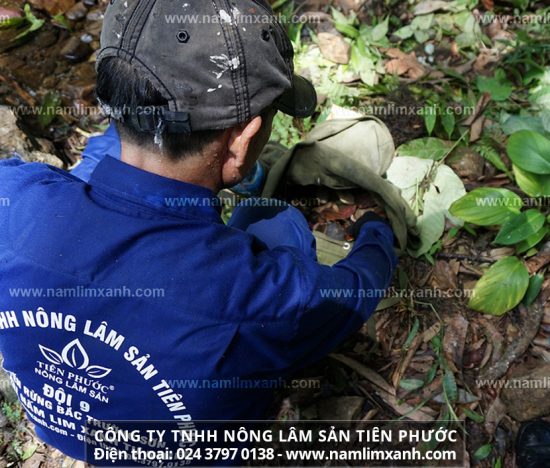 Một số lưu ý trong cách sử dụng nấm lim xanh rừng tự nhiên