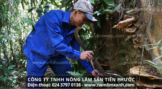 Một số lưu ý trong sử dụng và bảo quản nấm lim xanh