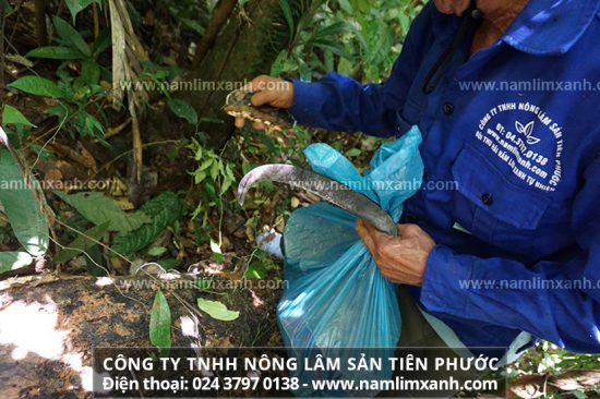 Mua nấm lim xanh chất lượng và người dùng hãy tìm tới những địa chỉ bán nấm lim xanh uy tín trên thị trường