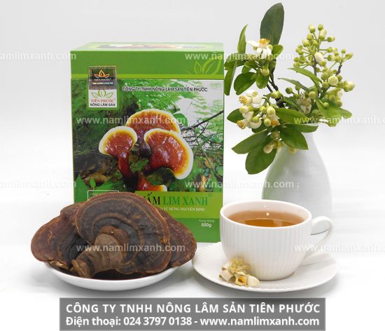 Mua nấm lim xanh ở đâu tốt nhất