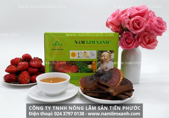 Nấm lim xanh Quảng Nam chữa ung thư gan