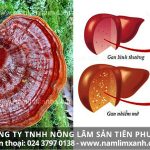 Nấm lim xanh Tiên Phước có tác dụng gì trong việc đẩy lùi mỡ máu?