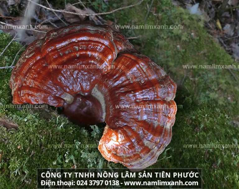 Nấm lim xanh Tiên Phước hỗ trợ trị ung thư đại tràng như thế nào