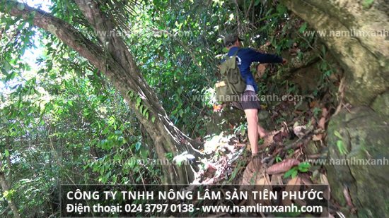 Nấm lim xanh Tiên Phước trị ung thư đại tràng hiệu quả