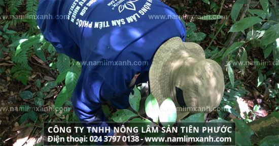 Nấm lim xanh cần được làm sạch trước khi ngâm rượu