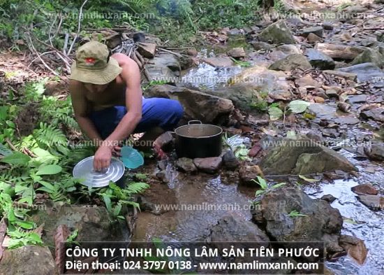 Nấm lim xanh chữa bệnh gì là câu hỏi nhiều người thắc mắc