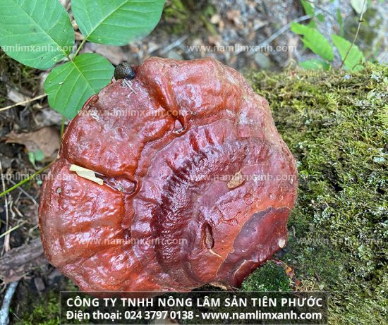 Nấm lim xanh có chữa được ung thư