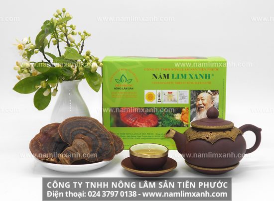 Nấm lim xanh có công dụng hỗ trợ điều trị bệnh ung thư xoang mũi với phương pháp kết hợp với Tây y để có kết quả khả quan.