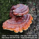 Nấm lim xanh có hỗ trợ điều trị bệnh ung thư da hay không?