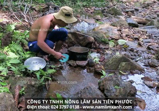 Nấm lim xanh có khả năng điều trị bệnh thống phong (bệnh gout)