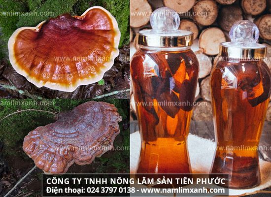 Nấm lim xanh có ngâm rượu được không cách ngâm rượu nấm lim