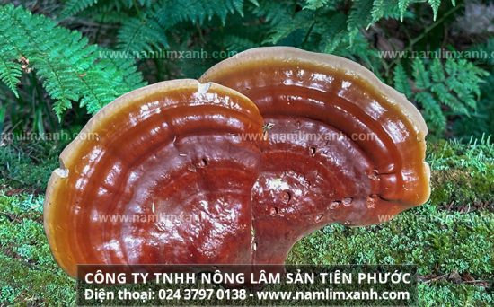 Nấm lim xanh có rất nhiều tác dụng đối với sức khỏe