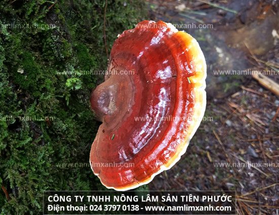 Nấm lim xanh có tác dụng gì trong điều trị máu nhiễm mỡ