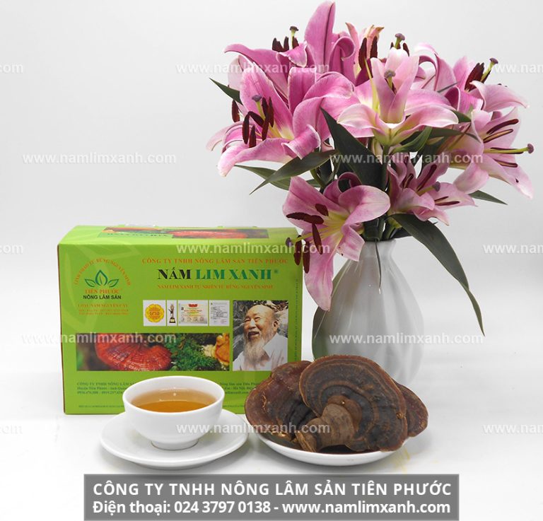 Nấm lim xanh có tác dụng gì với bệnh ung thư cách sử dụng ra sao