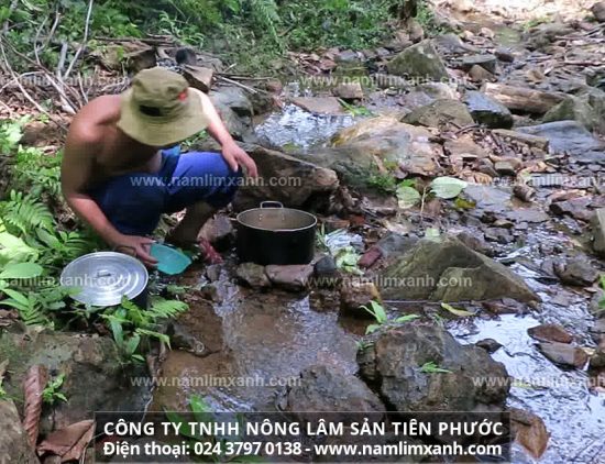 Nấm lim xanh có tác dụng phòng ngừa và hỗ trợ điều trị bệnh ung thư, chống lão hoá và gia tăng tuổi thọ