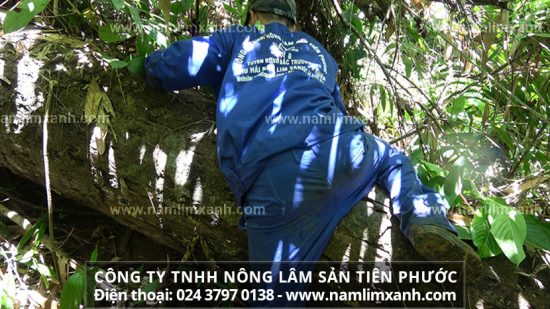 Nấm lim xanh có tác dụng tích cực trong việc hỗ trợ điều trị các bênh ung thư vú, ung thư dương vật, ung thư buồng trứng, ung thư cổ tử cung, ung thư tinh hoàn, ung thư tuyến tiền liệt