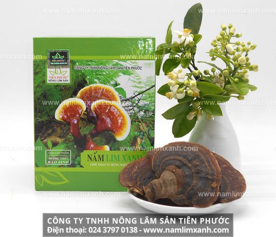 Nấm lim xanh cổ truyền chữa bệnh ung thư và các bệnh nan y nhờ chứa nhiều dược chất quý hiếm