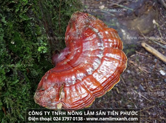 Nấm lim xanh cổ truyền chữa bệnh xơ gan và những lưu ý sử dụng