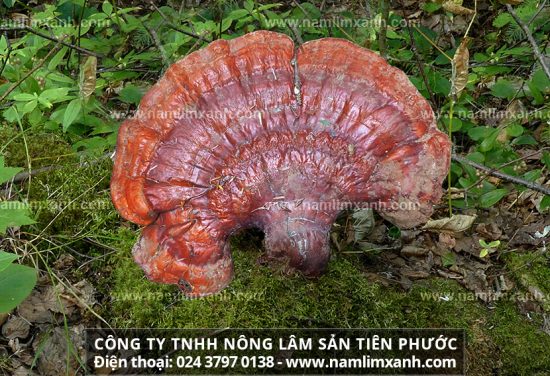 Nấm lim xanh cổ truyền có tác dụng tốt với bệnh ung thư tinh hoàn