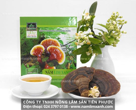 Nấm lim xanh cổ truyền giúp phòng tránh các bệnh về gan